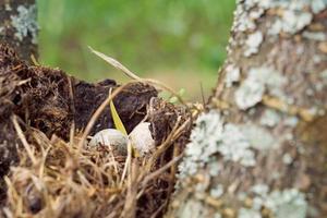 nido de pájaro del bosque con huevo dentro de un árbol. foto