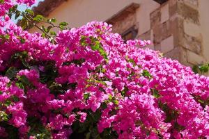 bougavillia, arbusto exótico de color rosa en creta, grecia. foto