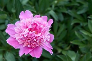 Pink flower peony against the background of green grass. photo