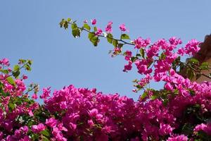 bougavillia, arbusto exótico de color rosa en creta, grecia. foto