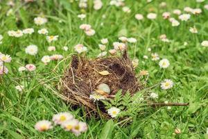 nido de aves del bosque con huevo dentro sobre una hierba. foto