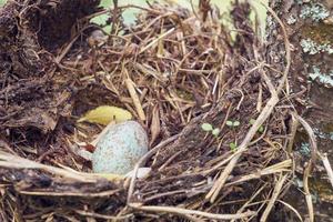 nido de pájaro del bosque con huevo dentro de un árbol. foto