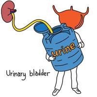 La función metáfora de la vejiga urinaria es almacenar orina. vector