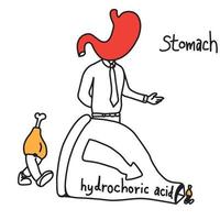 metaphor function of stomach to use hydrochloric acid vector