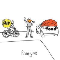 metaphor function of pharynx to manage traffic vector