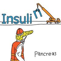 metaphor function of human pancreas vector