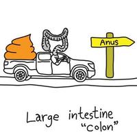 función metáfora del intestino grueso o colon vector