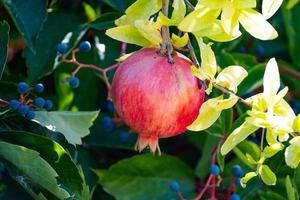 Pomegranate fruit on a branch photo