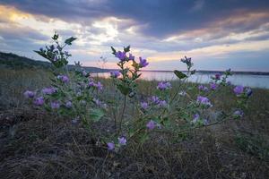 flores silvestres de cerca