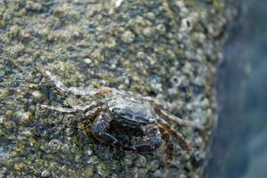 Crab on a stone by the sea photo