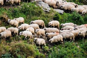 Sheeps in the pasture photo