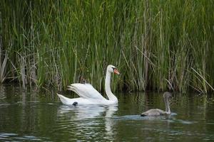 cisne blanco en el estanque