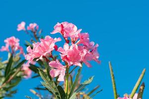 Close up of tropical flowers photo