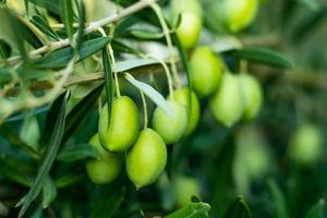 aceitunas verdes en una rama foto