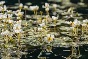 flores silvestres en el lago