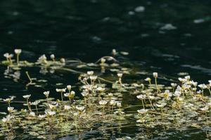 flores silvestres en el lago