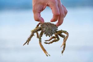 Big crab in hand photo
