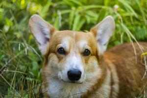 Portrait of the corgi dog photo