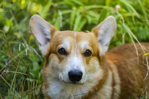 retrato del perro corgi foto