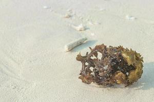 White beach sand corals and shells on Rasdhoo Atoll Maldives. photo