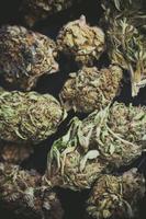 Detalle de una flor de cogollos de marihuana foto