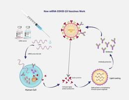 textura de vector de vacuna mrna sars-cov-2.