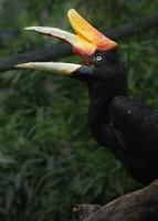 Portrait of Rhinoceros hornbill photo