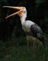 Painted stork in zoo