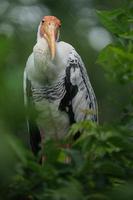 Portrait of Painted stork