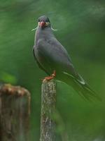 Inca tern in zoo photo