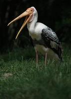 Portrait of Painted stork