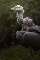 Himalayan vulture sidelook photo