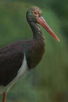 Portrait of Black stork
