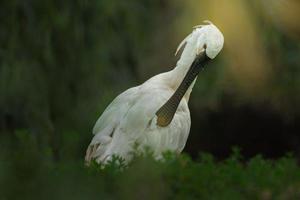 Portrait of Eurasian spoonbill photo