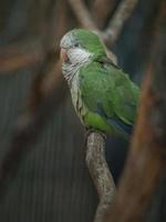 Burrowing parrot on branch photo