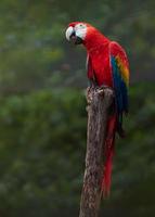 Scarlet macaw on strain photo