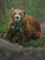 Portrait of Wolverine photo