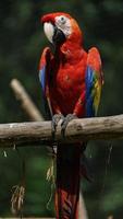 Scarlet macaw on branch photo