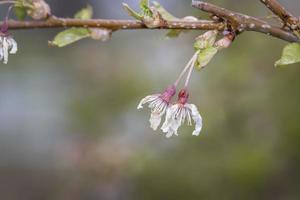 Primer plano de flores de primavera en la rama de un árbol foto