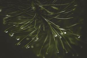 Gotas de agua de lluvia sobre las agujas de pino efecto bokeh natural de cerca.