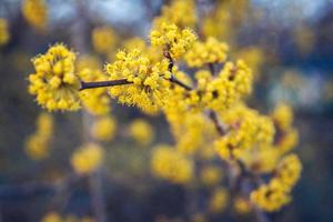 Yellow flowers on a tree with branches on a blue background photo