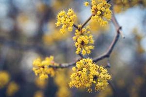 Flores amarillas en un árbol con ramas sobre un fondo azul. foto