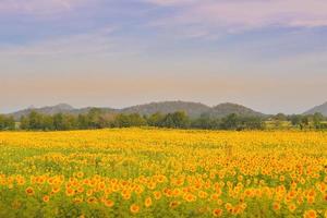 girasoles florecen en el jardín foto