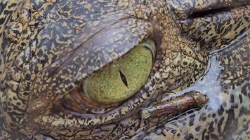 Eyes of crocodile in nature. video