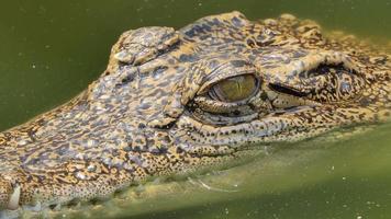 ogen van krokodil in de natuur. video