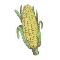 Sketch of corn contour for design and decoration, vegetables vector