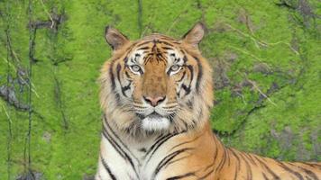El tigre de Bengala bostezaba lleno de musgo sobre fondo de roca. video