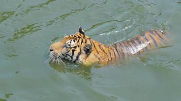 la tigre del Bengala stava nuotando nello stagno. video