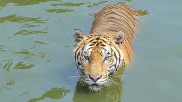 Bengal tiger was swimming in pond. video