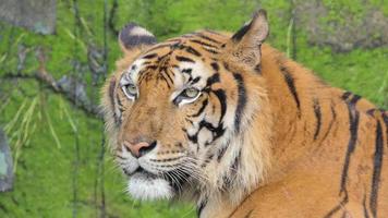 Bengal tiger  was yawning filled with moss on rock  background. video